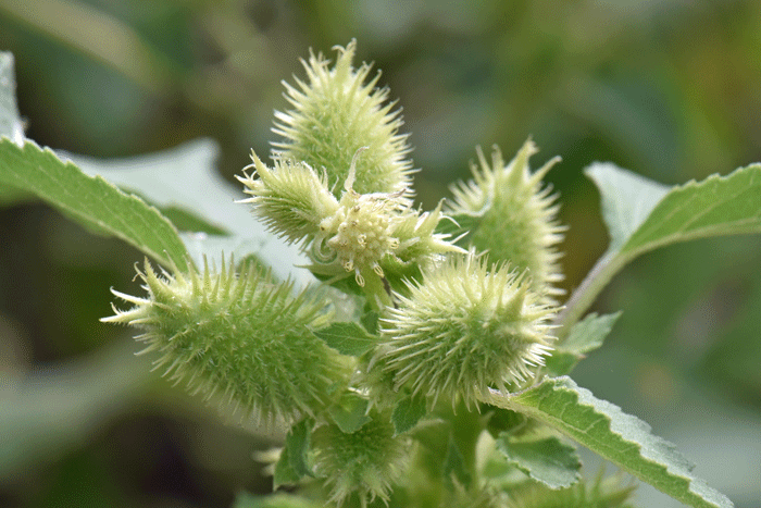 Rough Cocklebur fruits are the familiar looking tan or yellow colored bur. At maturity the burs are covered with hooked prickles. Xanthium strumarium